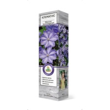 Clematis large -flowered 