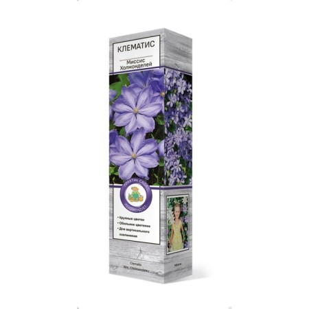 Clematis large -flowered "Mrs. Holmondeli", 1 pc, tube, spring 2025