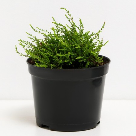 Heather Ordinary Spring Tom, C1.5 pot, H10-50 height, 1 pc, summer 2024-1