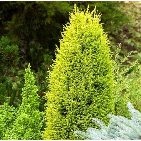 Surveizer Juniper ordinary "Suecica", pot P9, Summer 2024