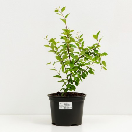 Shiny tank, s2 pot, n10-50 height, 1 pc, summer 2024-1