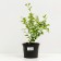 Shiny tank, s2 pot, n10-50 height, 1 pc, summer 2024