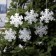 Garland “thread” 2 m with nozzles “Matova Snowflake”, IP20, transparent thread, 36 LED, glow of multi (RG/RB), blinking, 220 V