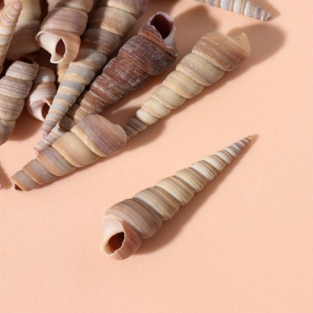 Treasury shells "Spiral" set 100 grams-2