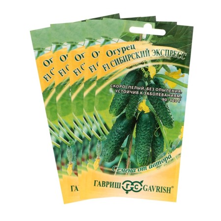 Siberian Express cucumber seeds, set 5 pcs