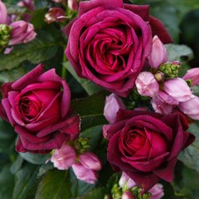 Sahenian Rose Cordes Tea-Hybride 