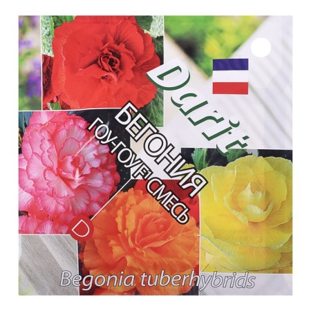 Bogonia flowers "GOU-GOU", 6 pcs.