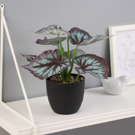Bonsai in the pot "Kaladium premium Extra" 21x10 cm, mix-4