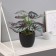 Bonsai in the pot "Kaladium premium Extra" 21x10 cm, mix