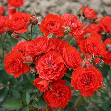 Seedling rose "Baby bakkara", tube, spring 2025