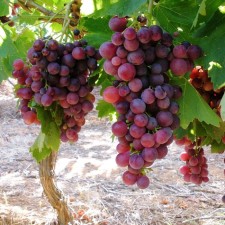 Sahenian Grapes 