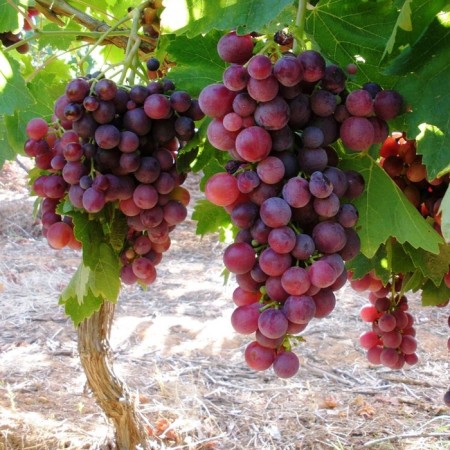 Sahenian Grapes "Svenson Red Kishmish", Tuba, Spring 2025