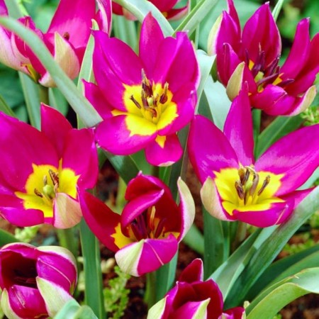 Tulip Botanical Odalisk, 6/8 rr, 10 pcs, 10 h (cm), autumn 2024