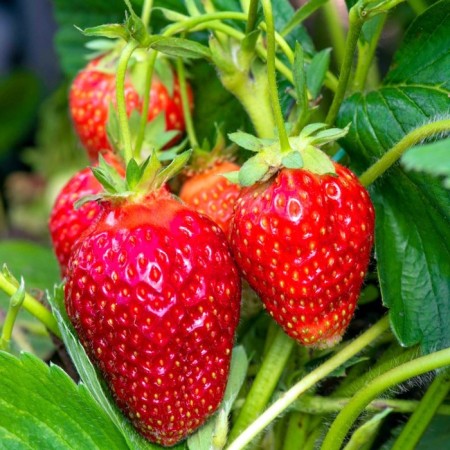Strawberry seedlings Frigo Faith (9-15 mm), p9 pot
