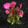 Set of plants of artificial aquarium on a stand under stone (size 1 pc 10x2.5x1.5 cm)