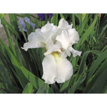 Iris Luisian Hyo Haynes, Rr. I, 1 pc, spring 2025
