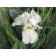 Iris Luisian Hyo Haynes, Rr. I, 1 pc, spring 2025