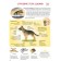 My most beautiful book about cats and dogs. Rikha S.