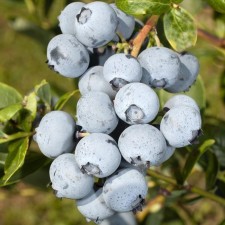 Blueberries tall Duk, C2 pot, H20-40 Height, 1 pc, summer 2024