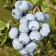 Blueberries tall Duk, C2 pot, H20-40 Height, 1 pc, summer 2024