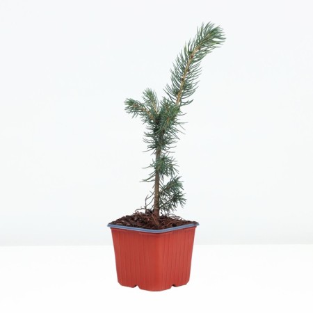 Prickly spruce "Misty Blu", p9, summer 2024
