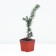 Prickly spruce "Misty Blu", p9, summer 2024