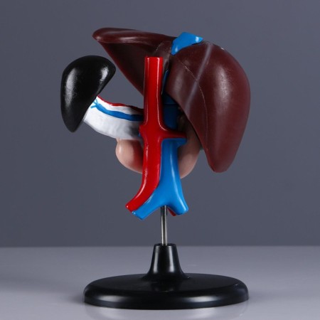 Liver's layout and 12-grace guts 14*23cm-2