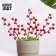 Set of plugs "Berries" 3pcs, red, 33x10x2cm