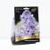 Delphinium High Highlander Blubertry Pai, Rr. I, 1 pc, spring 2025