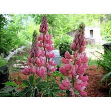 Lupin multi -leaved Ceetelin, pot C3, 1 pc, summer 2024
