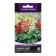 Flower seeds of Salvia Reddy "Cleopatra Mix" 10 pcs