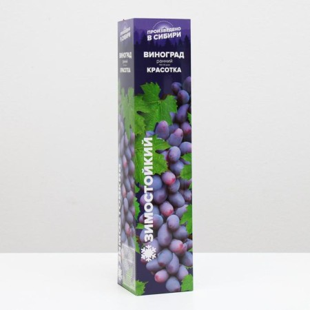 Grape seedling beauty spring 2024, 1 pc.