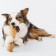 PETSTAGES DOGWOOD toy for dogs, wooden sticks, big