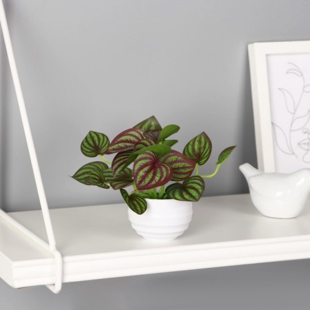 Bonsai in the pot "Peperomy Elegant" 6x11 cm, green