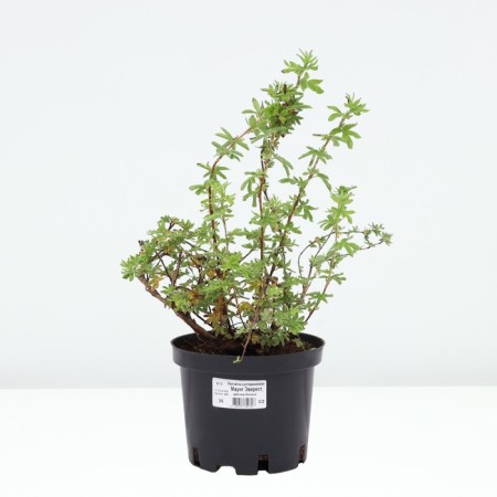 Lapceta shrubby Mount Everest, C2 pot, H10-50 height, 1 pc, summer 2024-2