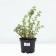 Lapceta shrubby Mount Everest, C2 pot, H10-50 height, 1 pc, summer 2024