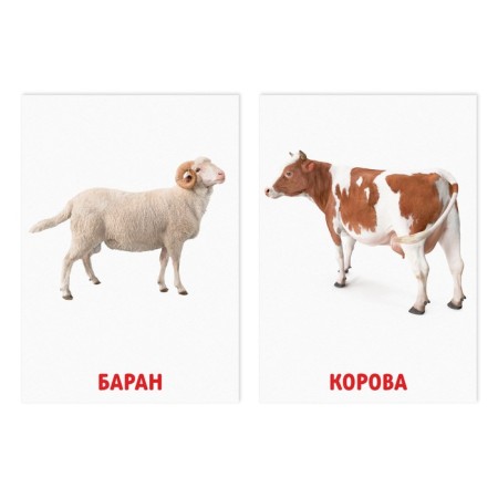 Training cards according to the method of Glena Doman "Pets", 8 cards, 2+-1