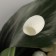 A set of sponges for peeling from mulberry silkworm, 20 pcs, white color
