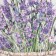 Ethel towel Lavender 40x73 cm, 100% cotton, sarzha 190 g/m2