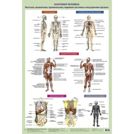 Human anatomy. Bone, muscle, circulatory systems and internal organs. Samusev R.
