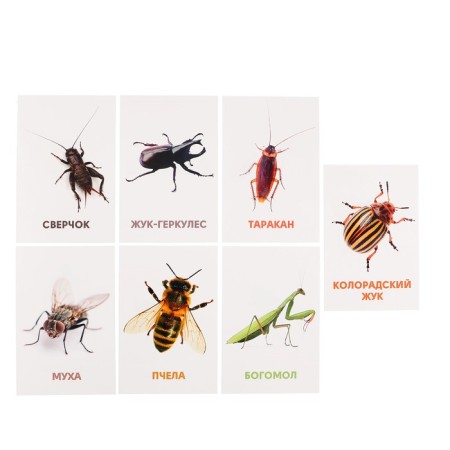 Developing cards "insects"-6