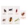 Developing cards "insects"