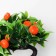 Bonsai in the pot "Mandarin tree" 10x18 cm