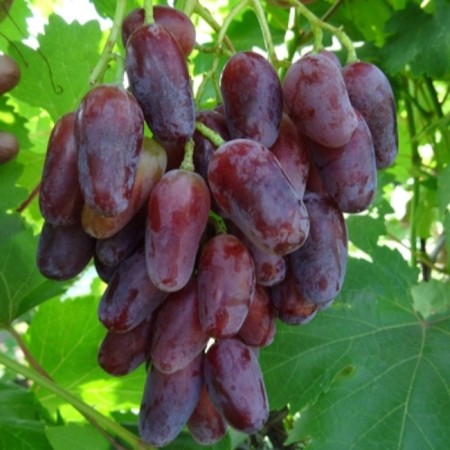 Grapes seedlings "Giovanni", tube, spring 2025