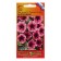 Flowers of Petunia Superotunia "Parl Wein", F1, 6 pcs