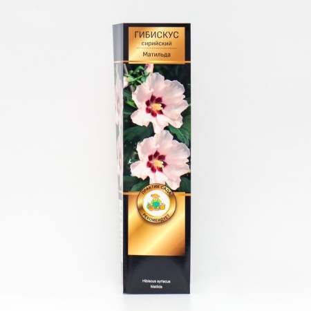 Hibiscus Syrian suite "Matilda", 1 pc, tube, spring 2025