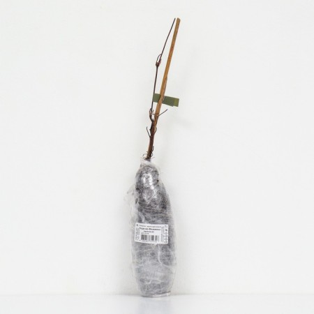 Clematis large-flowered Hoshi-I-Flamenko, 1 pc, tube, spring 2025-2