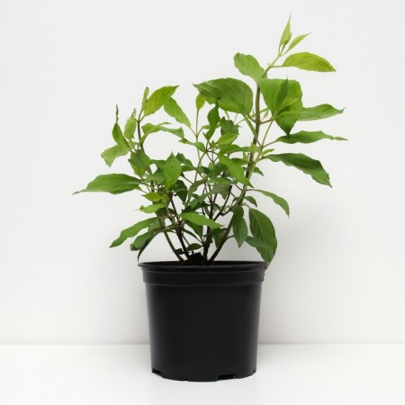 Hydrangea blizzard grade Star, C3 pot, H20-30 height, 1 pc, summer 2024-1