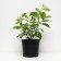 Hydrangea blizzard grade Star, C3 pot, H20-30 height, 1 pc, summer 2024