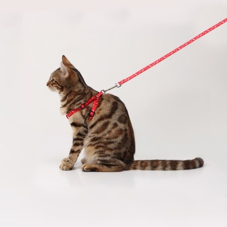 Set "Classic", Kapron, leash 120 x 1 cm, fire 21-35 cm, red-6
